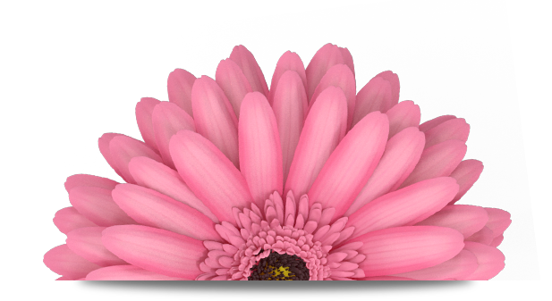 Image of a pink flower