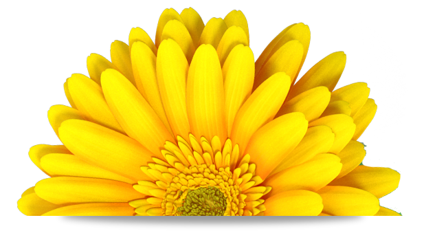 Image of a yellow flower